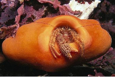 类银河恶魔城游戏《花田》Steam页面 发售日待定